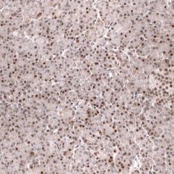 FOXO3 Antibody (CL13589) - Azide and BSA Free, Novus Biologicals 100 ul;