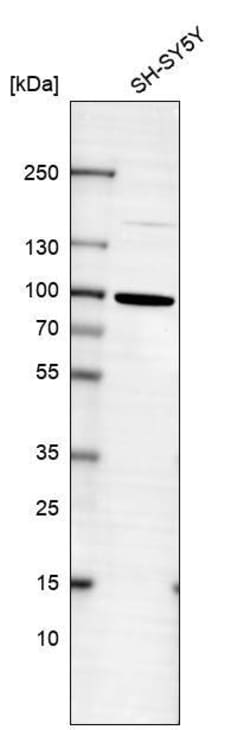 FOXO3 Antibody (CL13589) - Azide and BSA Free, Novus Biologicals 100 ul;