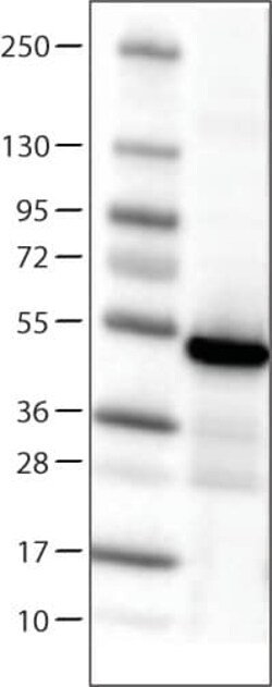 Isocitrate Dehydrogenase 1/IDH1 Antibody (CL0219) - Azide and BSA Free,