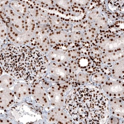 Histone H2AY/macroH2A.1 Antibody (CL5256) - Azide and BSA Free, Novus Biologicals 100 &mu;L | Buy Online | Novus Biologicals | Fisher Scientific