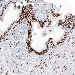 Histone H2AY/macroH2A.1 Antibody (CL5256) - Azide and BSA Free, Novus Biologicals 100 &mu;L | Buy Online | Novus Biologicals | Fisher Scientific