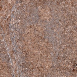 FXYD5/Dysadherin Antibody (CL14039) - Azide and BSA Free, Novus Biologicals