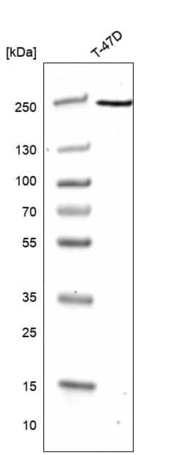 GREB1 Antibody (CL13859) - Azide and BSA Free, Novus Biologicals 100 ul;