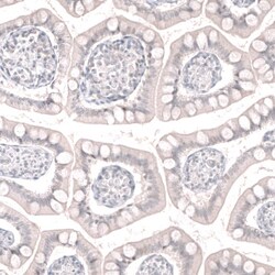 GREB1 Antibody (CL13859) - Azide and BSA Free, Novus Biologicals 100 ul;