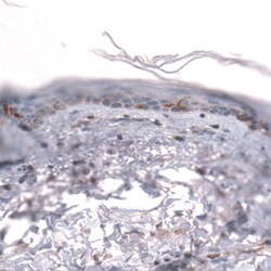 IGFBP-2 Antibody (CL13563) - Azide and BSA Free, Novus Biologicals 100