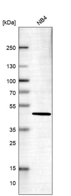 IGFBP-2 Antibody (CL13563) - Azide and BSA Free, Novus Biologicals 100