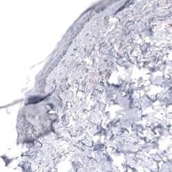 IGFBP-2 Antibody (CL13565) - Azide and BSA Free, Novus Biologicals 100