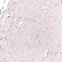 IL-33 Antibody (CL13438) - Azide and BSA Free, Novus Biologicals 100 ul;