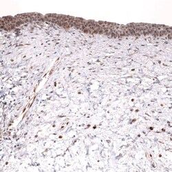 IL-33 Antibody (CL13438) - Azide and BSA Free, Novus Biologicals 100 ul;