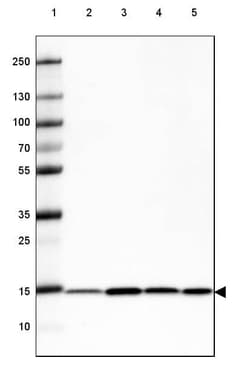 COX4 Antibody (CL3515) - Azide and BSA Free, Novus Biologicals 100 ul;