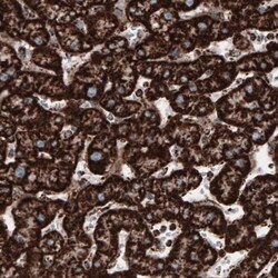 COX4 Antibody (CL3515) - Azide and BSA Free, Novus Biologicals 100 ul;
