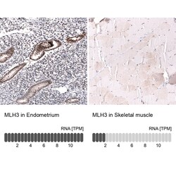 MLH3 Antibody (CL14084) - Azide and BSA Free, Novus Biologicals 100 &mu;L | Buy Online | Novus Biologicals | Fisher Scientific