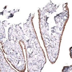 MLH3 Antibody (CL14084) - Azide and BSA Free, Novus Biologicals 100 &mu;L | Buy Online | Novus Biologicals | Fisher Scientific
