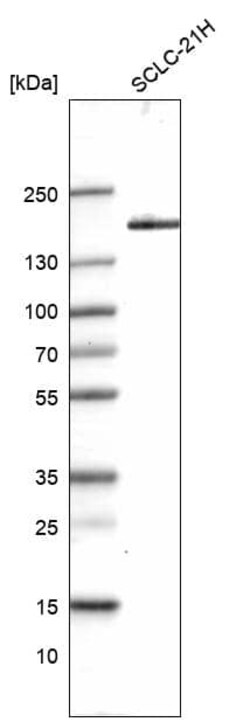 MLH3 Antibody (CL14084) - Azide and BSA Free, Novus Biologicals 100 &mu;L | Buy Online | Novus Biologicals | Fisher Scientific