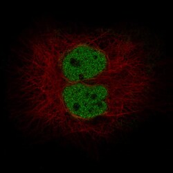 MLH3 Antibody (CL14096) - Azide and BSA Free, Novus Biologicals 100 ul;