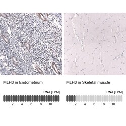 MLH3 Antibody (CL14096) - Azide and BSA Free, Novus Biologicals 100 ul;
