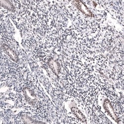 MLH3 Antibody (CL14096) - Azide and BSA Free, Novus Biologicals 100 ul;