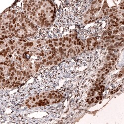 MLH3 Antibody (CL14096) - Azide and BSA Free, Novus Biologicals 100 ul;