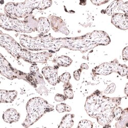 MLH3 Antibody (CL14096) - Azide and BSA Free, Novus Biologicals 100 ul;