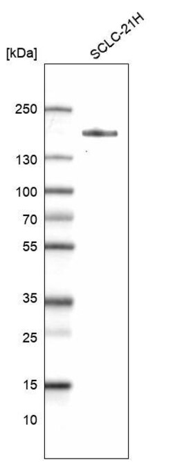 MLH3 Antibody (CL14096) - Azide and BSA Free, Novus Biologicals 100 ul;