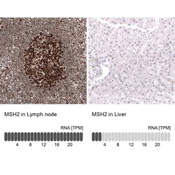 MSH2 Antibody (CL13724) - Azide and BSA Free, Novus Biologicals 100 ul;