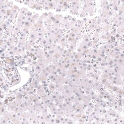 MSH2 Antibody (CL13724) - Azide and BSA Free, Novus Biologicals 100 ul;
