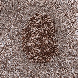 MSH2 Antibody (CL13724) - Azide and BSA Free, Novus Biologicals 100 ul;