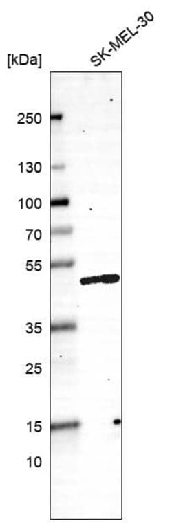 SNF5 Antibody (CL13992) - Azide and BSA Free, Novus Biologicals 100 ul;