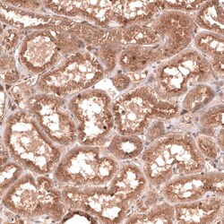 YAP1 Antibody (CL13628) - Azide and BSA Free, Novus Biologicals 100 ul;