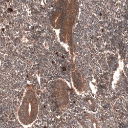 YAP1 Antibody (CL13628) - Azide and BSA Free, Novus Biologicals 100 ul;