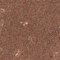 YAP1 Antibody (CL13628) - Azide and BSA Free, Novus Biologicals 100 ul;