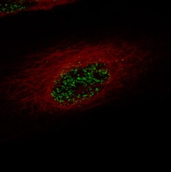 ZEB2 Antibody (CL13467) - Azide and BSA Free, Novus Biologicals 100 ul;