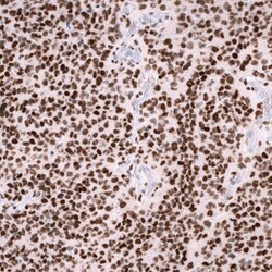 ZEB2 Antibody (CL13467) - Azide and BSA Free, Novus Biologicals 100 ul;