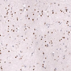 ZEB2 Antibody (CL13467) - Azide and BSA Free, Novus Biologicals 100 ul;