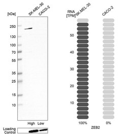 ZEB2 Antibody (CL13467) - Azide and BSA Free, Novus Biologicals 100 ul;
