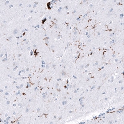CD163 Antibody (CL10652) - Azide and BSA Free, Novus Biologicals 100 ul;