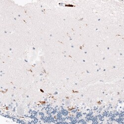 CD163 Antibody (CL10652) - Azide and BSA Free, Novus Biologicals 100 ul;