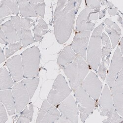 CD163 Antibody (CL10652) - Azide and BSA Free, Novus Biologicals 100 ul;