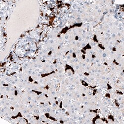 CD163 Antibody (CL10652) - Azide and BSA Free, Novus Biologicals 100 ul;
