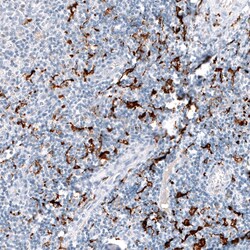 CD163 Antibody (CL10652) - Azide and BSA Free, Novus Biologicals 100 ul;