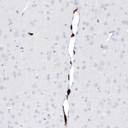 CD163 Antibody (CL10652) - Azide and BSA Free, Novus Biologicals 100 ul;