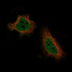 Daxx Antibody (CL3580) - Azide and BSA Free, Novus Biologicals 100 ul;