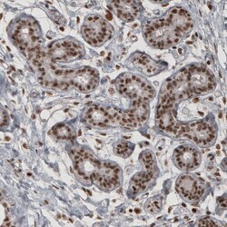 Daxx Antibody (CL3580) - Azide and BSA Free, Novus Biologicals 100 ul;