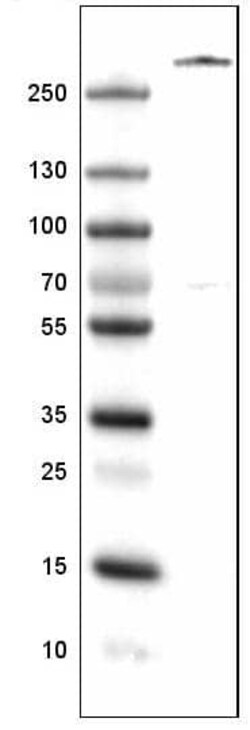 Von Willebrand Factor Antibody (CL1957) - Azide and BSA Free, Novus Biologicals 100 &mu;L | Buy Online | Novus Biologicals | Fisher Scientific