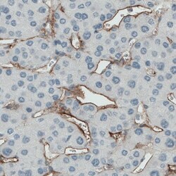 Endoglin/CD105 Antibody (CL1912) - Azide and BSA Free, Novus Biologicals