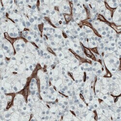 Endoglin/CD105 Antibody (CL1912) - Azide and BSA Free, Novus Biologicals