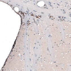 POU3F2/OCT7 Antibody (CL6232) - Azide and BSA Free, Novus Biologicals 100