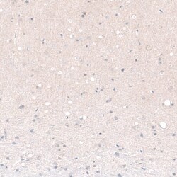 POU3F2/OCT7 Antibody (CL6232) - Azide and BSA Free, Novus Biologicals 100