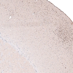 POU3F2/OCT7 Antibody (CL6232) - Azide and BSA Free, Novus Biologicals 100