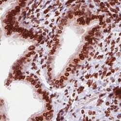 Emerin Antibody (CL0201) - Azide and BSA Free, Novus Biologicals 100 ul;